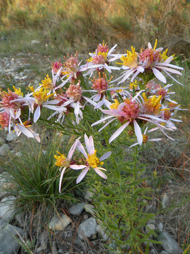 Galatella sedifolia / Astro scabro