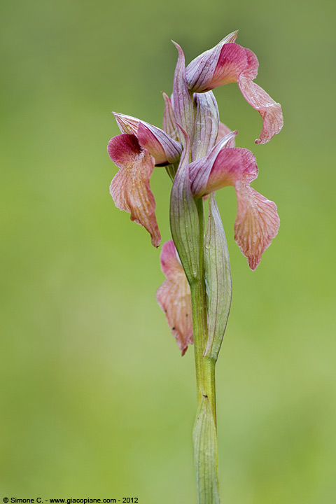 Orchidea: Serapis sp.? quale sp?