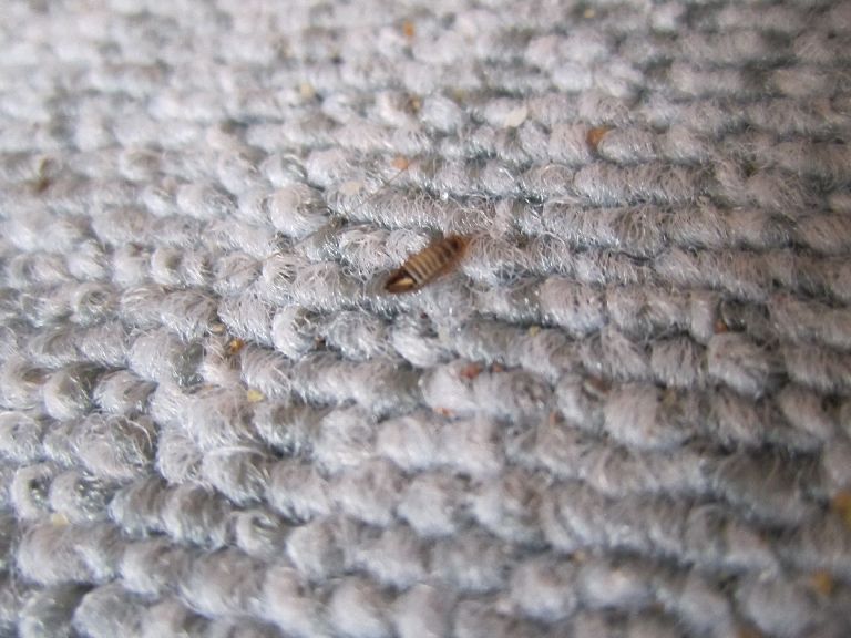 Nel Camper , Aiuto !!! Larva di Anthrenus