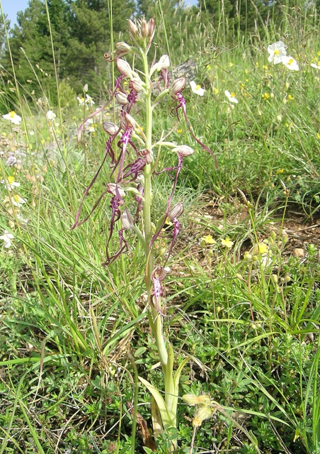 himantoglossum adriaticum