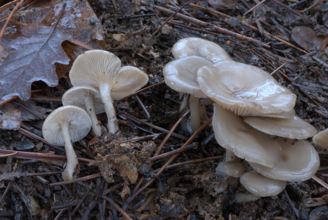 Montemalbe 01/12/2010