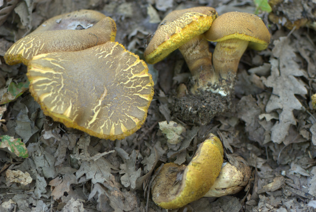 Xerocomus ichnusanus