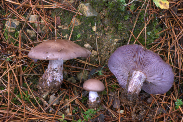 Montemalbe 01/12/2010