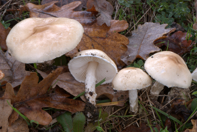 Montemalbe 01/12/2010