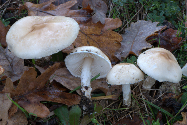 Lepiota alba