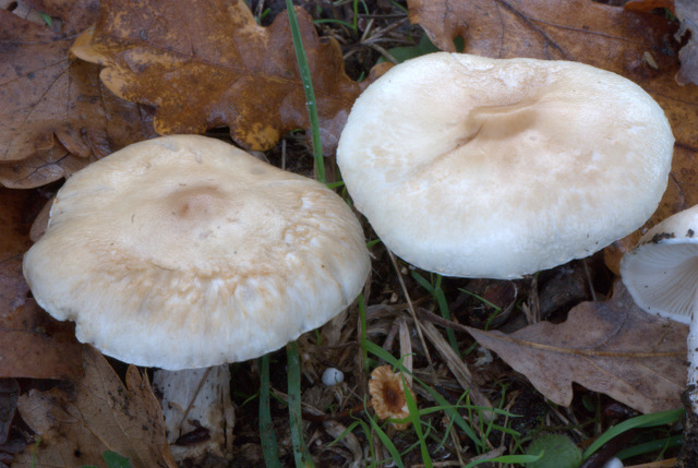 Lepiota alba