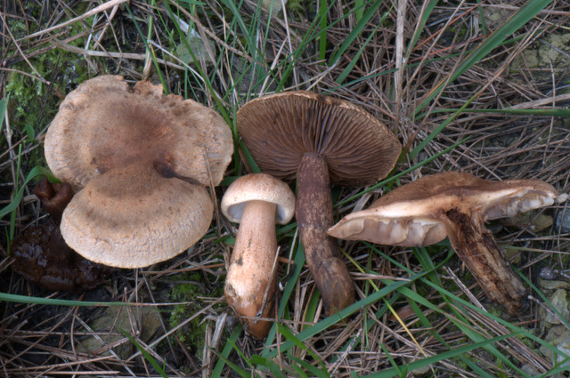 Perugia Quattro passi intorno a casa