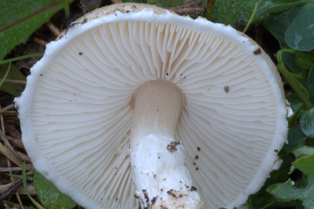 Lepiota alba