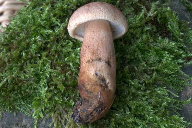 Perugia Quattro passi intorno a casa