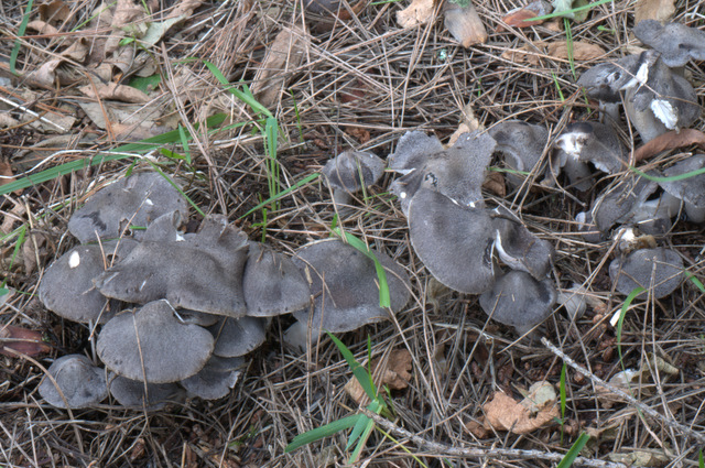 Perugia Quattro passi intorno a casa