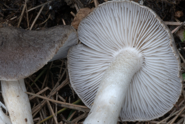 Perugia Quattro passi intorno a casa