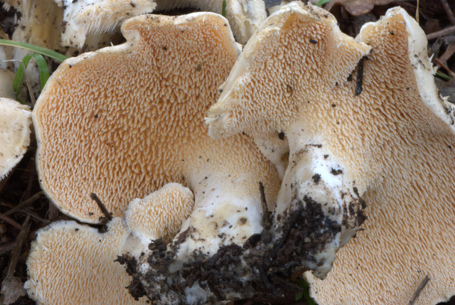 Prima e dopo il gelo