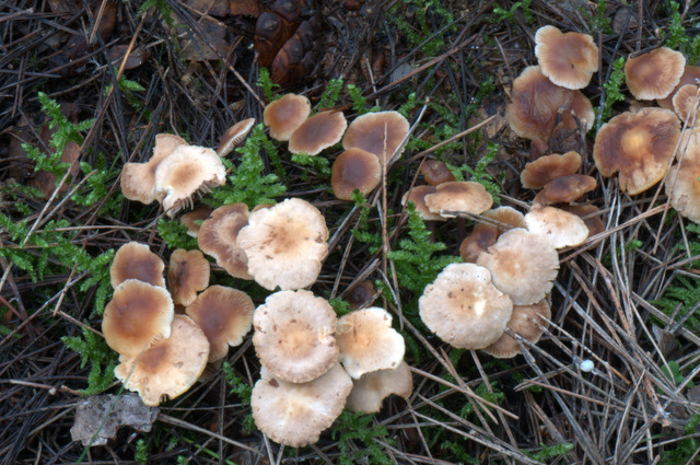 Perugia Quattro passi intorno a casa