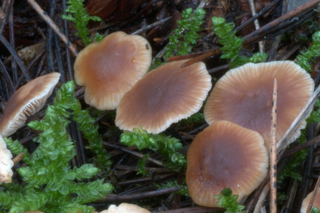 Perugia Quattro passi intorno a casa