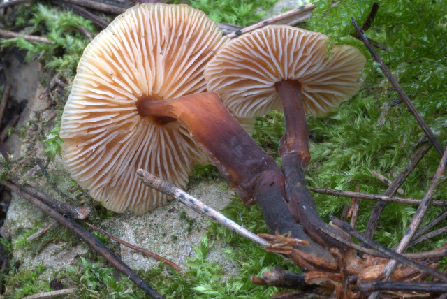 Perugia Quattro passi intorno a casa