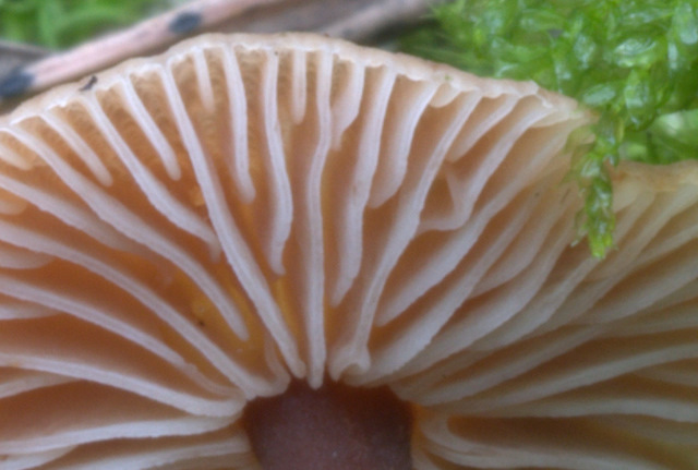 Perugia Quattro passi intorno a casa