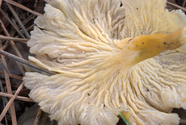 Prima e dopo il gelo