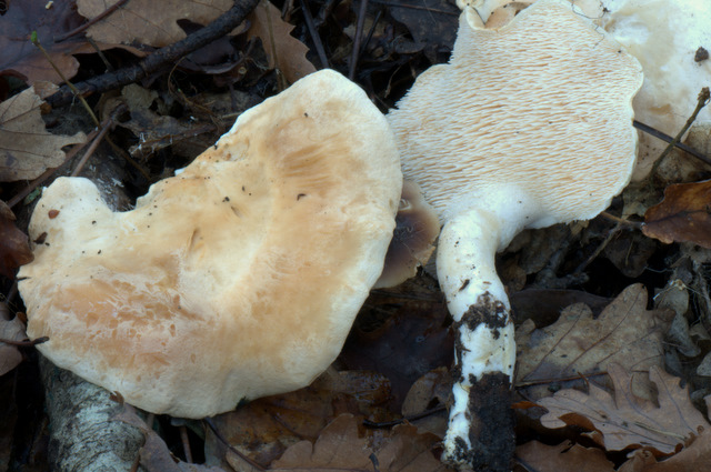 Prima e dopo il gelo