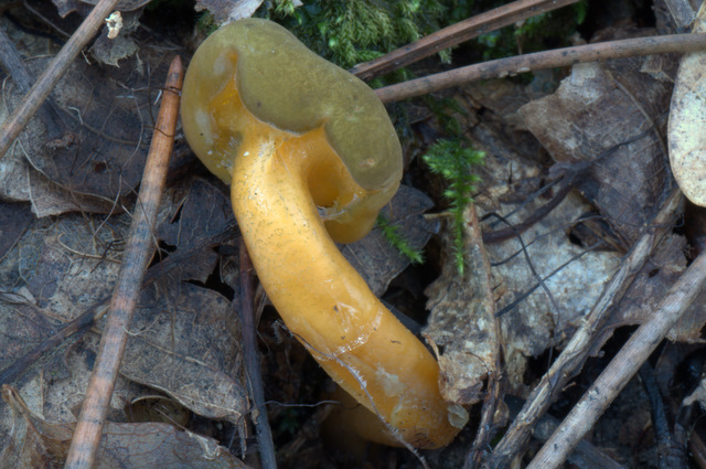 Prima e dopo il gelo