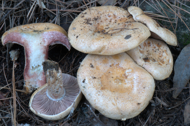 Prima e dopo il gelo