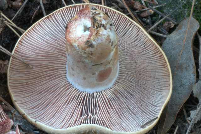 Prima e dopo il gelo