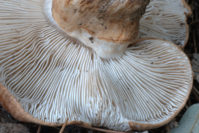 Prima e dopo il gelo