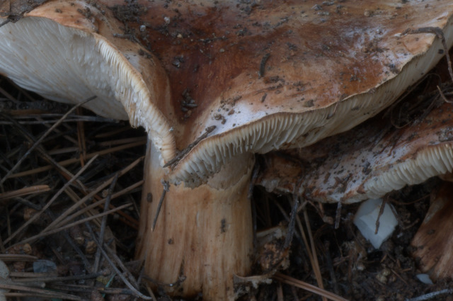 Prima e dopo il gelo