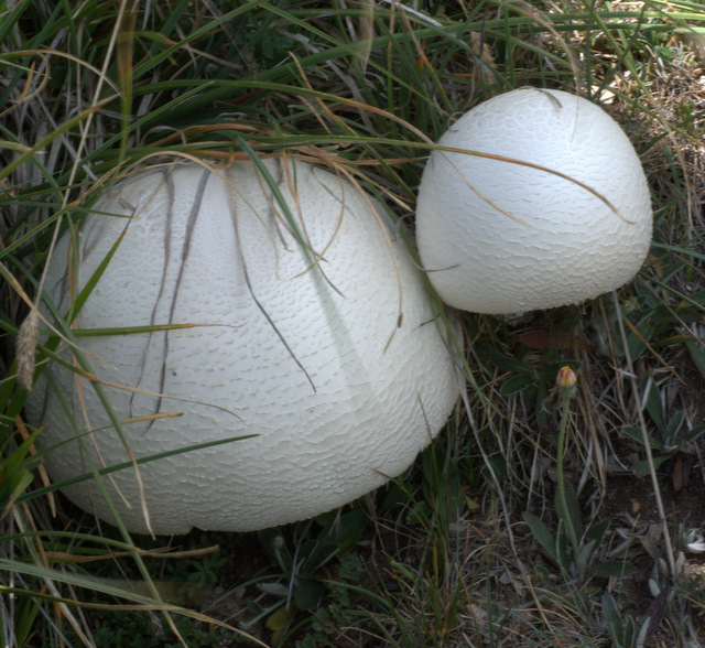 Sopra i 2000 m s.l.m. con l''amico Ennio