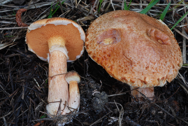 Boletacea (Suillus?) da identificare