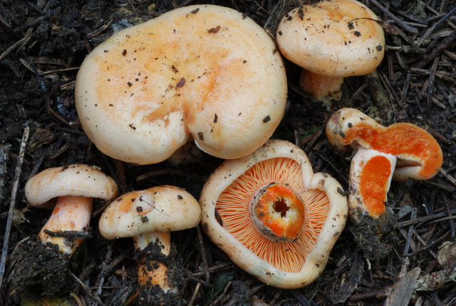 Lo smemorato di....... Popoli