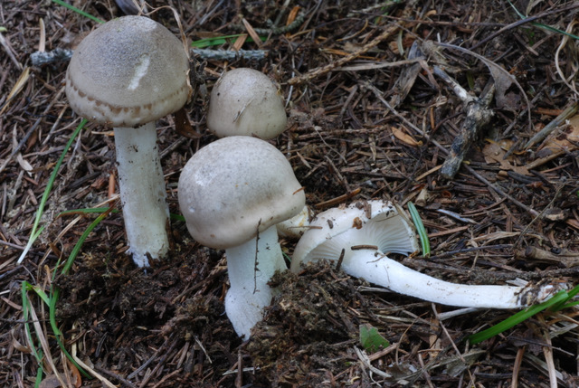 Lo smemorato di....... Popoli