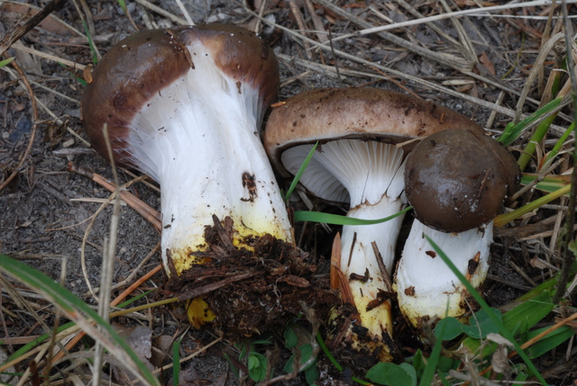 Lo smemorato di....... Popoli