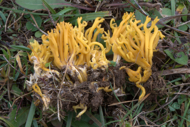 Un Giorno a Castelluccio