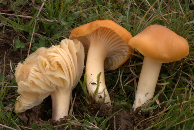 Un Giorno a Castelluccio