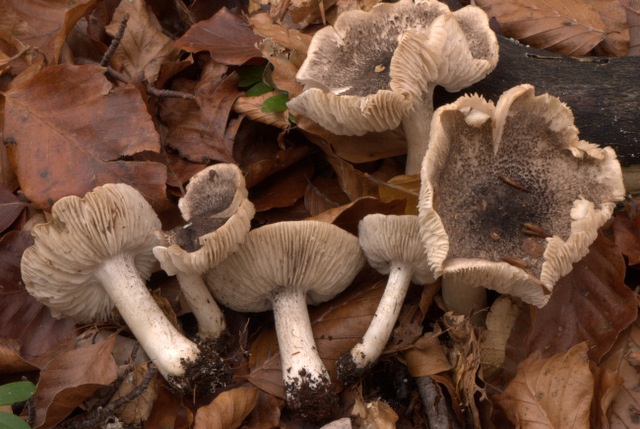 Un Giorno a Castelluccio