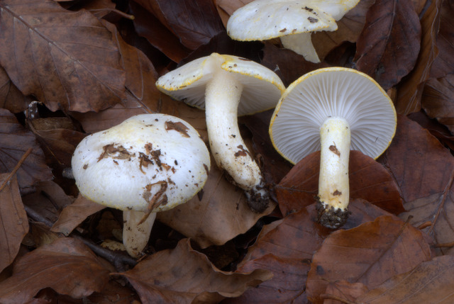 Un Giorno a Castelluccio