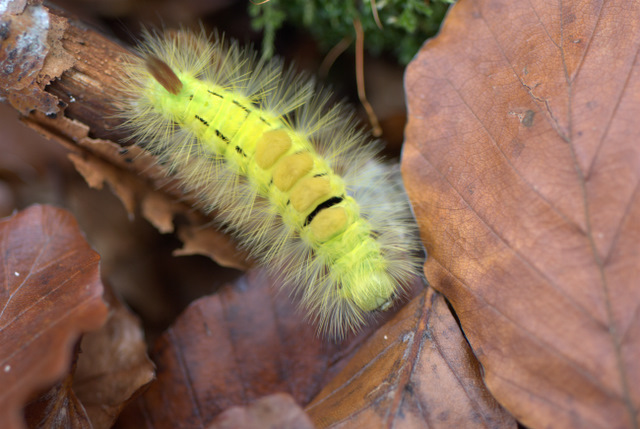 Un Giorno a Castelluccio