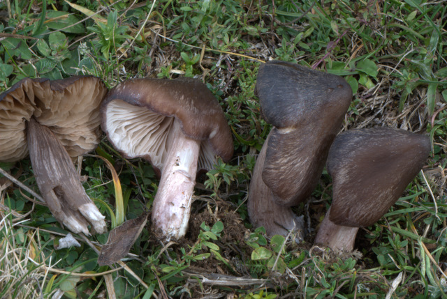 Un Giorno a Castelluccio