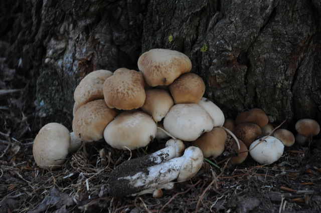 I Comitato Scientifico A.MI.Umbria