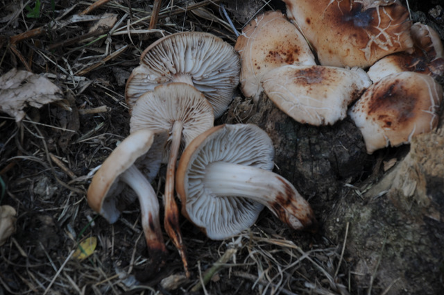 I Comitato Scientifico A.MI.Umbria