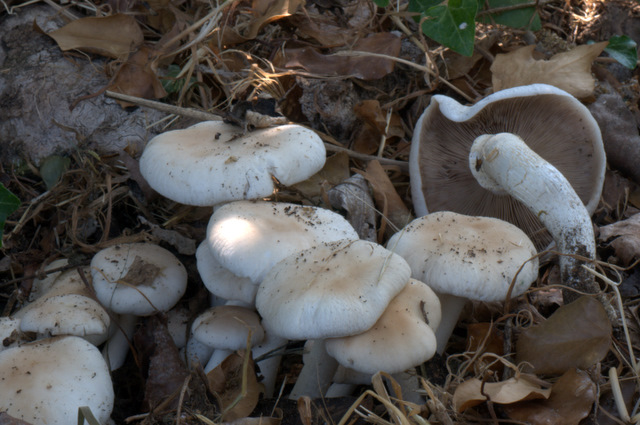 I Comitato Scientifico A.MI.Umbria