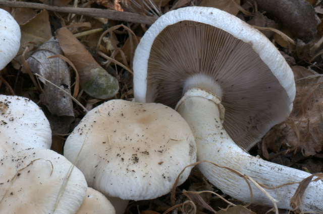 I Comitato Scientifico A.MI.Umbria