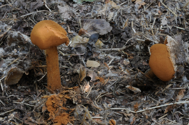 I Comitato Scientifico A.MI.Umbria