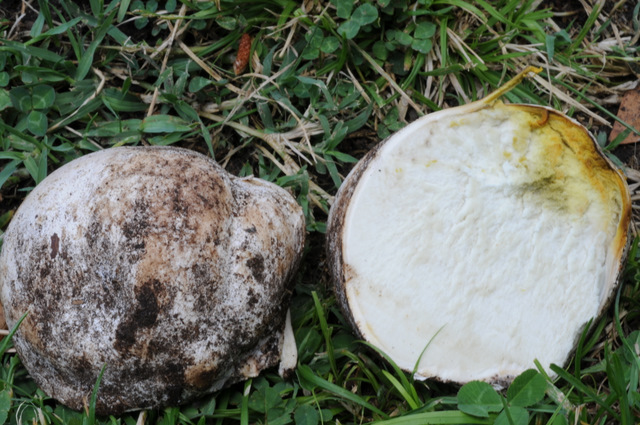 I Comitato Scientifico A.MI.Umbria