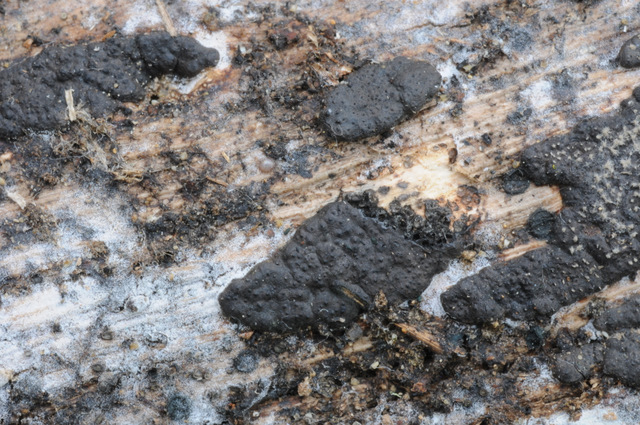 I Comitato Scientifico A.MI.Umbria