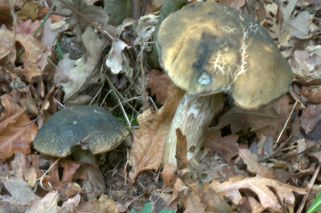 I Comitato Scientifico A.MI.Umbria