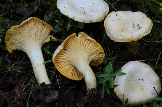 I Comitato Scientifico A.MI.Umbria