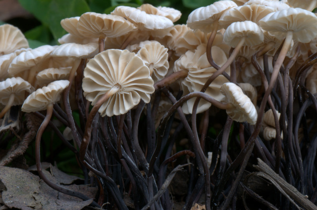 I Comitato Scientifico A.MI.Umbria