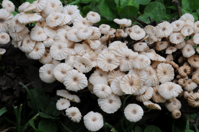 I Comitato Scientifico A.MI.Umbria