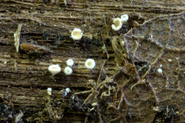 I Comitato Scientifico A.MI.Umbria